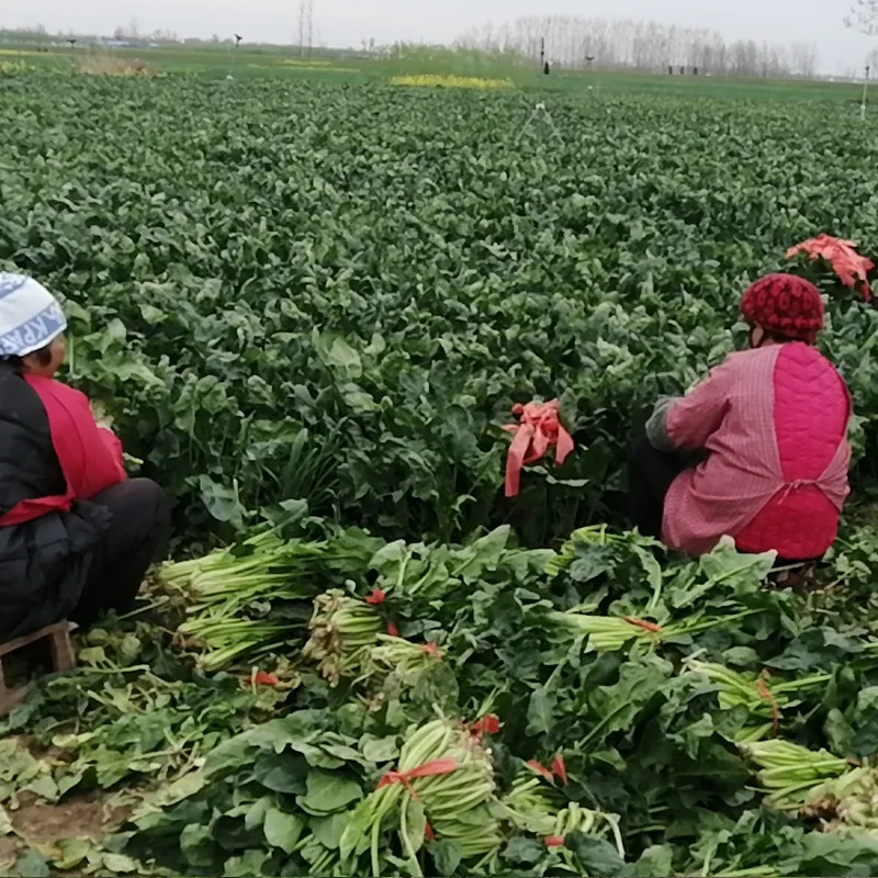 Wholesale Healthy Dried Vegetables FD Freeze Dried Spinach Bulk