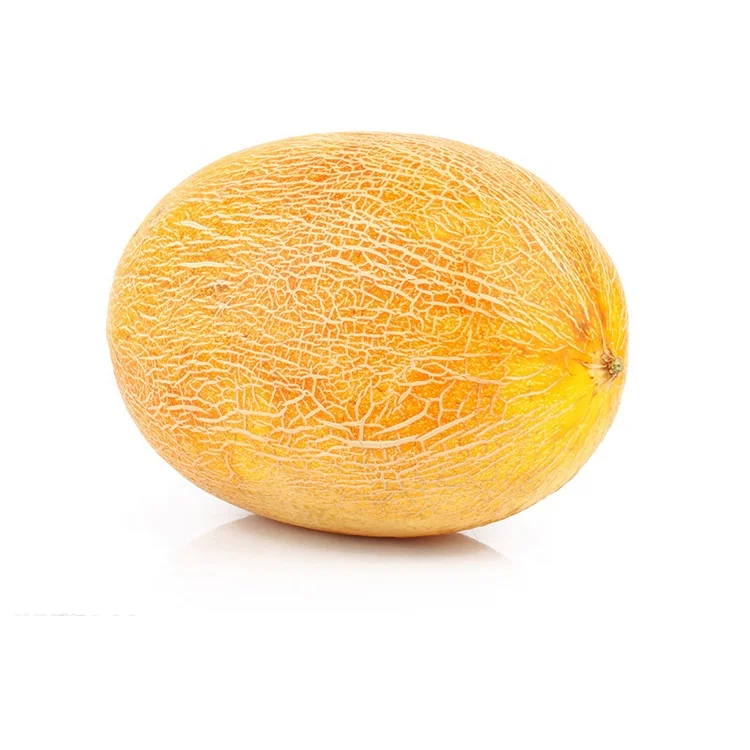 
Best Taste Fresh Sweet and Mellow Musk Melon Gansu Muskmelon 