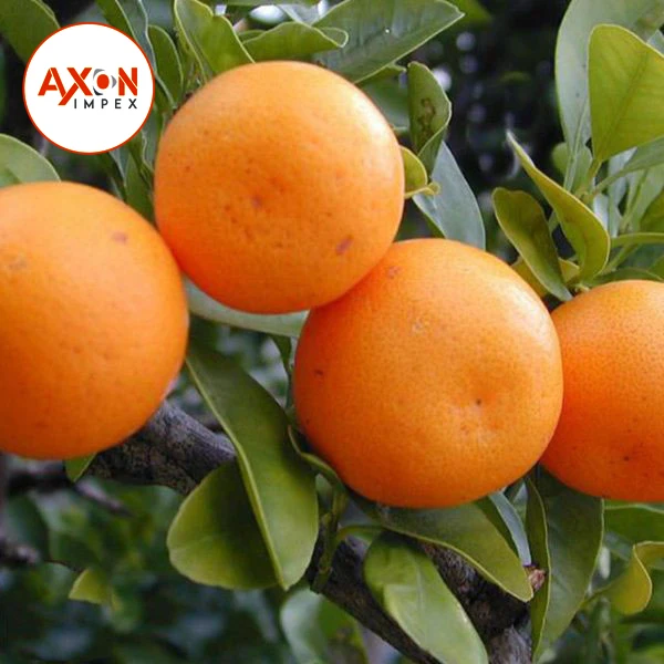 
New Year 2020 Special Offer - Mandarin Kinnow Citrus 