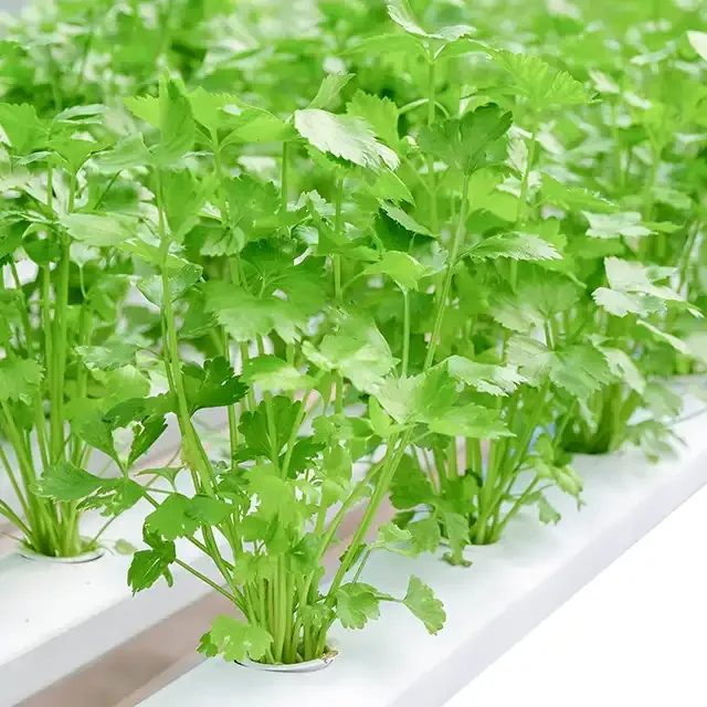 Hydroponic Container Growing System Hydroponic NfT Growing System For Salad Vegetable