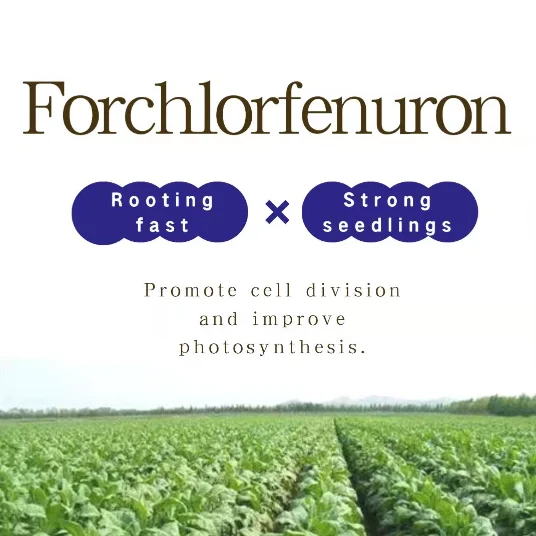 Укоренения регулятор PGR CPPU KT-30 Forchlorfenuron