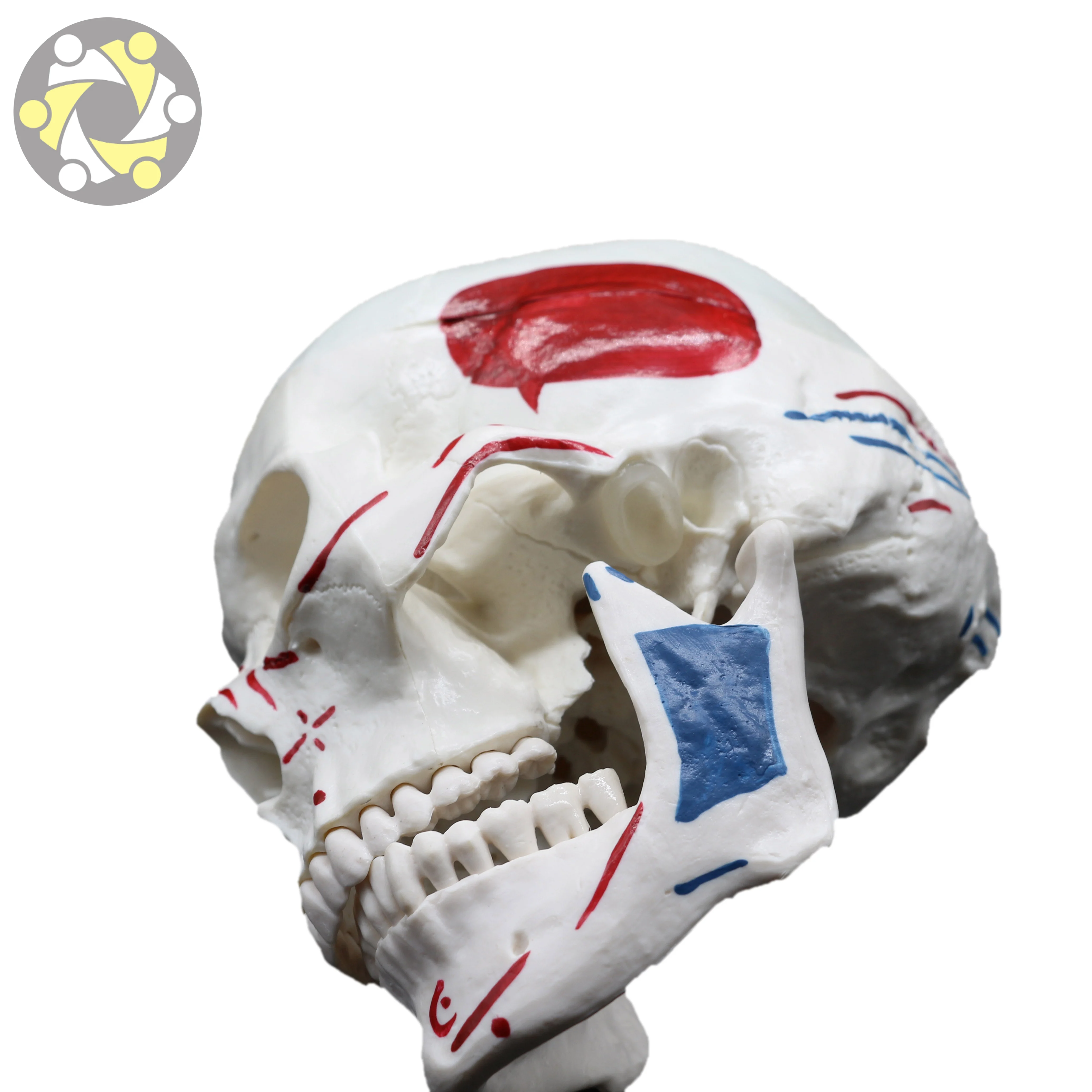 Medical Science Training Skull Model with Detailed Muscle Painting Human Anatomy Model