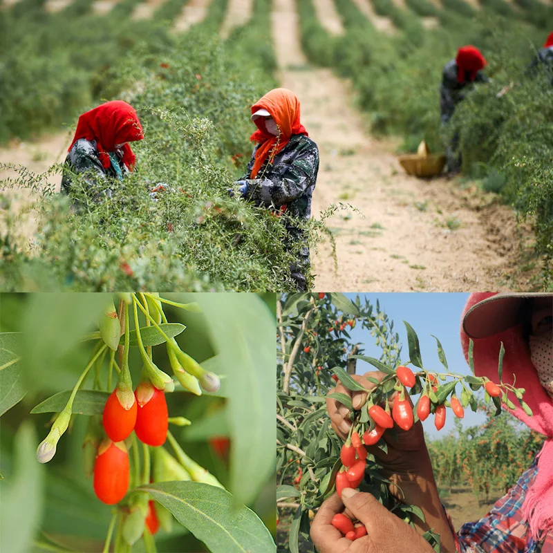 hot sale high quality wild dried fruit red wolfberry chinese goji berry