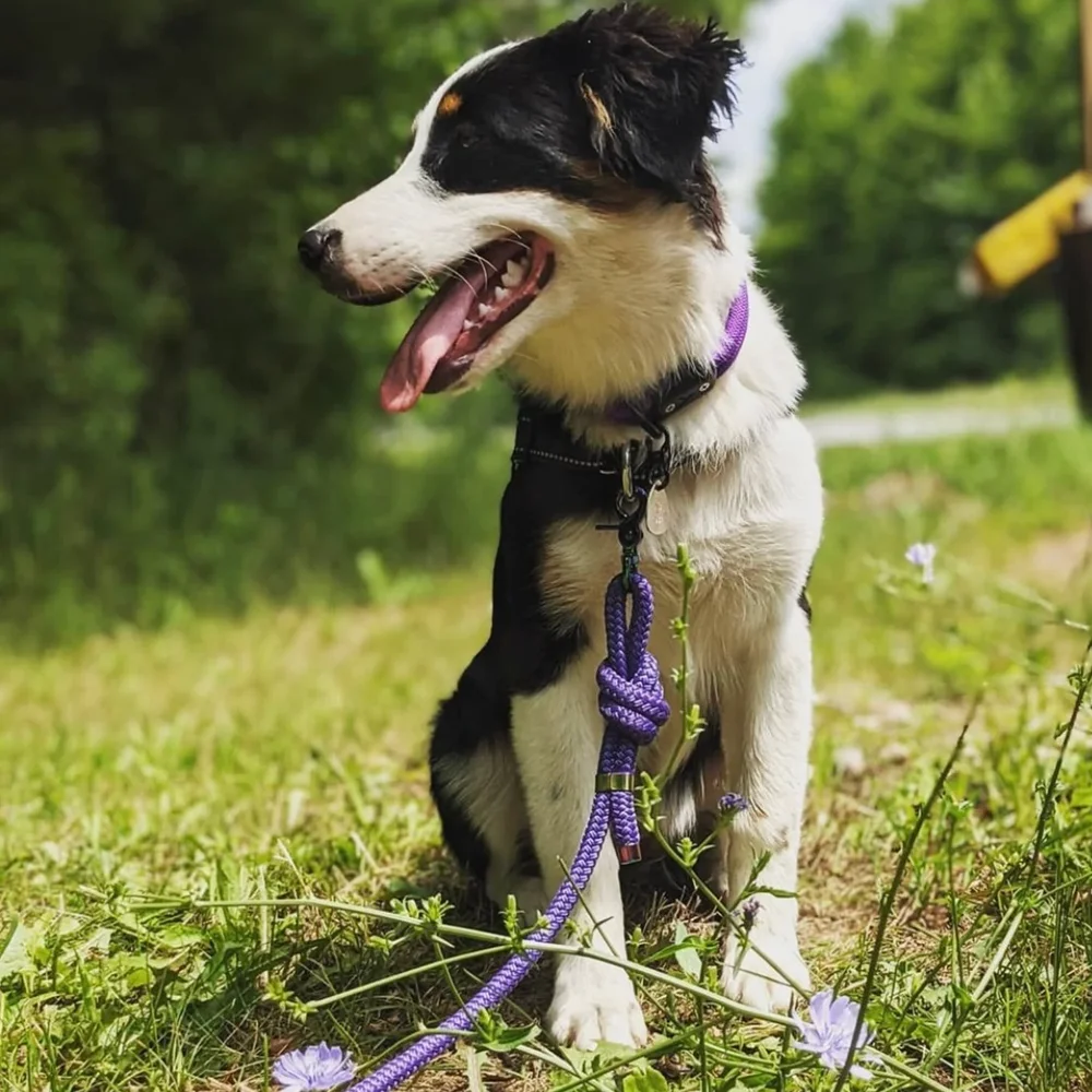 Mountain Climbing Reflective Rope Dog Leash with Locking Sturdy and Durable Dog Rope Lead No Pull Training Lead Dog Slip Leash