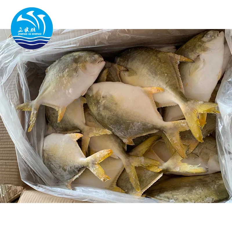 quality frozen seafood pomfret fish golden pomfret exporter big size iqf frozen silver pomfrets