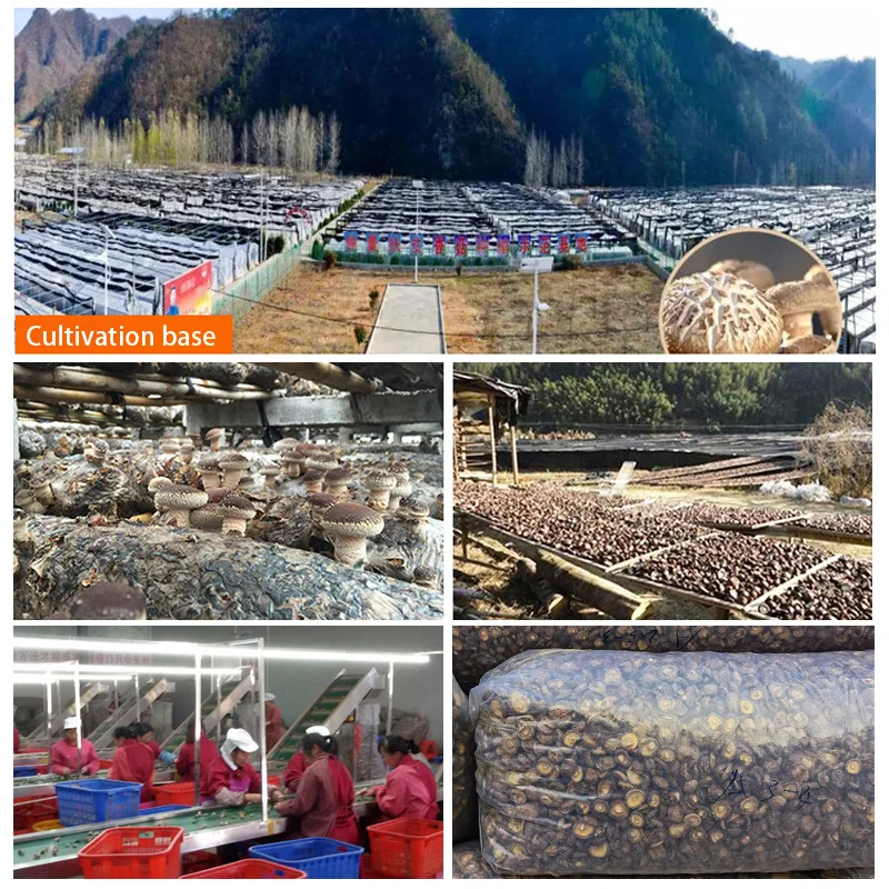 Qingchun High Quality organic Dried Shiitake Mushrooms dry shiitake mushroom