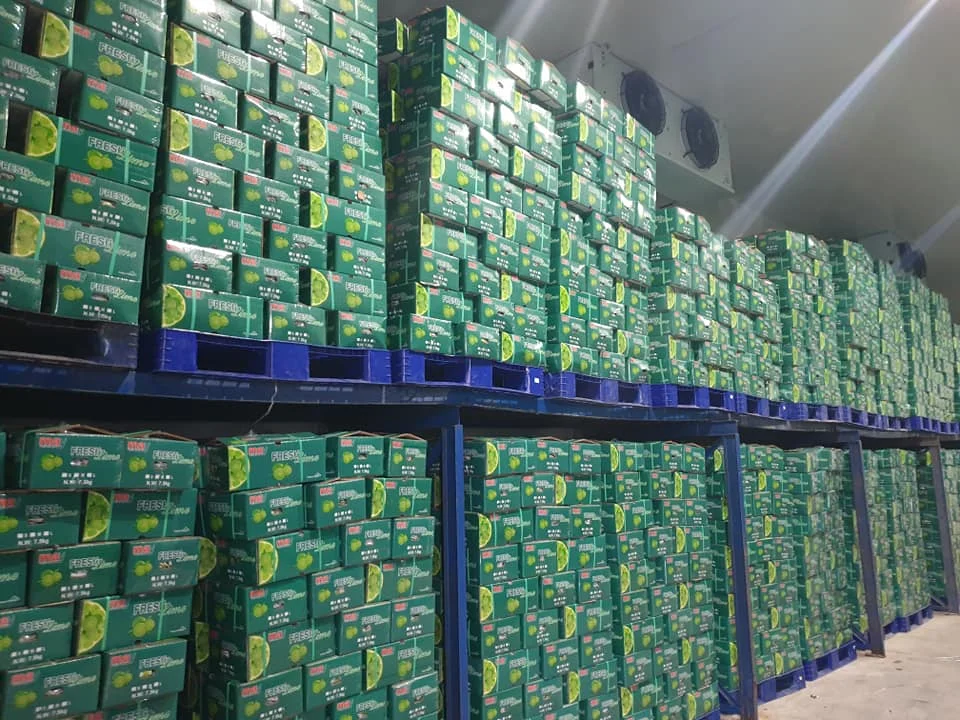 New Harvest 2023 Crop Fresh Green Seedless Lemon Fresh Citrus Fruit, 7kg/box Packaging Limes