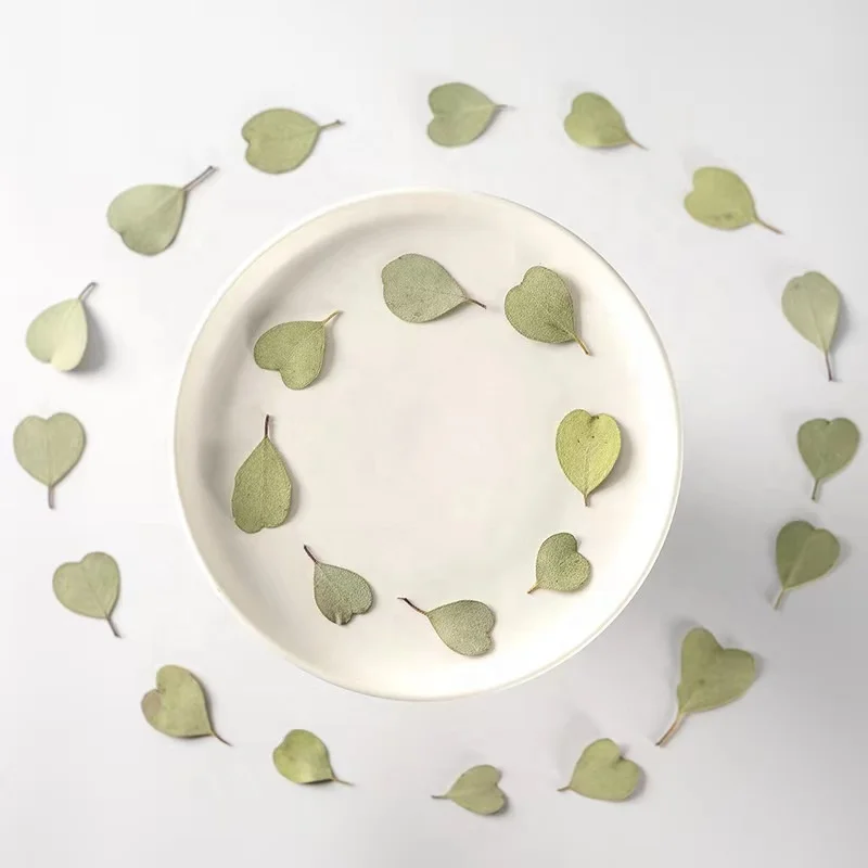 MNR2086 hear size dried eucalyptus leaves for DIY resin craft