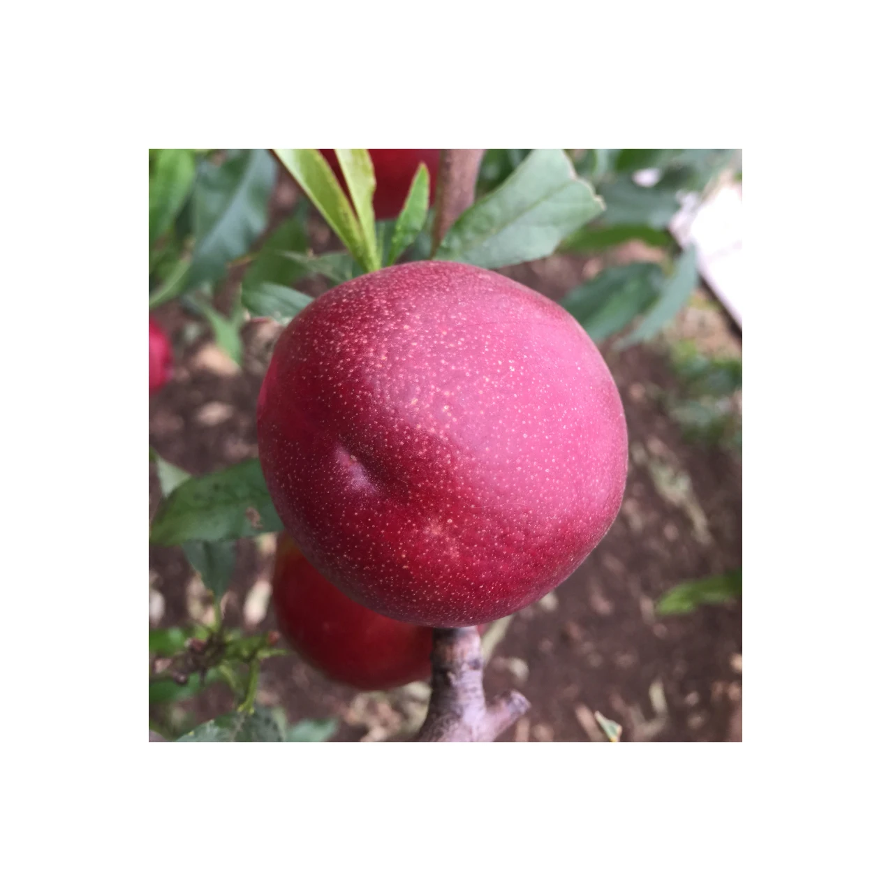 
The farm supplies good quality fresh nectarines 