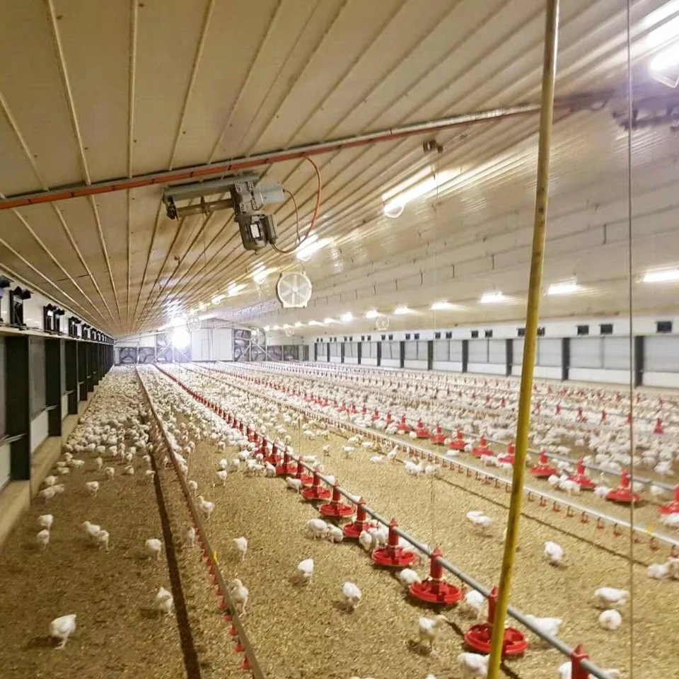 High Quality Fully Automatic Broiler Farm Chicken Feeding Line for Poultry Feed System
