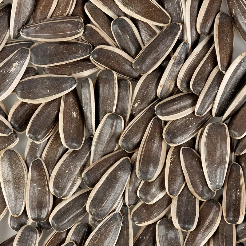 Chinese Best Selling Second Standard Quality Helianthus Annus (sunflower seeds )363  in shell with wholesale price