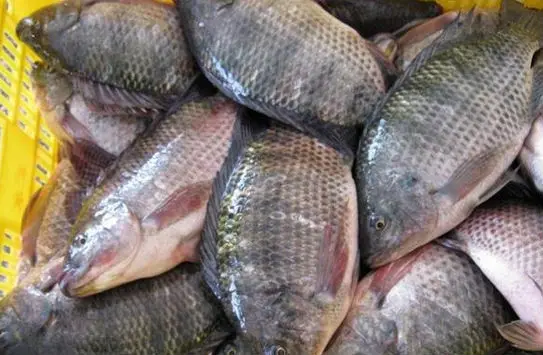 High Quality Frozen Black Tilapia Fish Factory Export