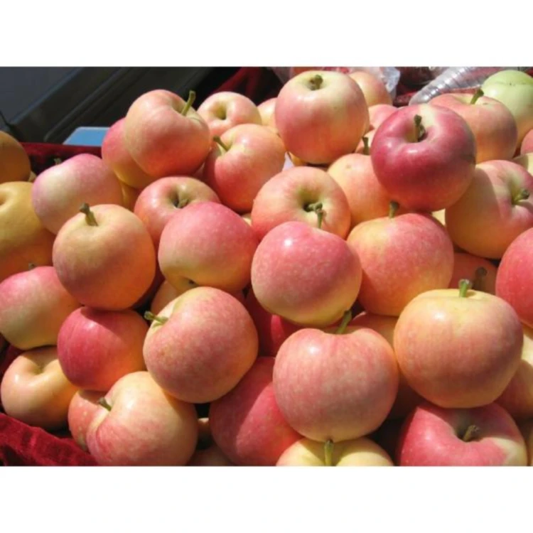 
 Оптовая продажа, прямая продажа свежих фруктов/свежих яблок Гала  