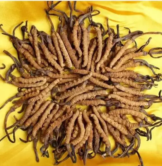 Экстракт Кордицепса