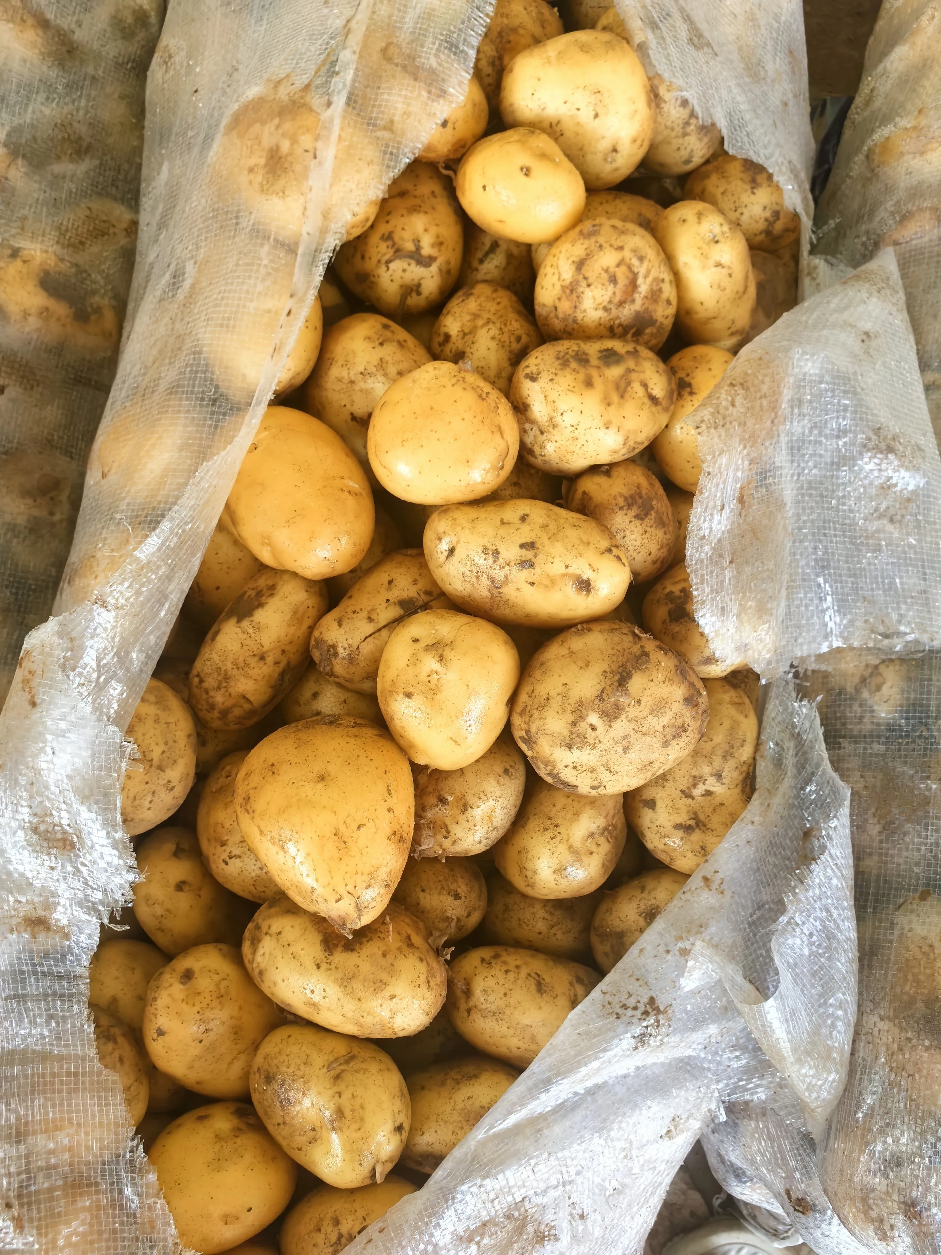 Chinese Fresh Potato Price per ton New Harvest Fresh Potato