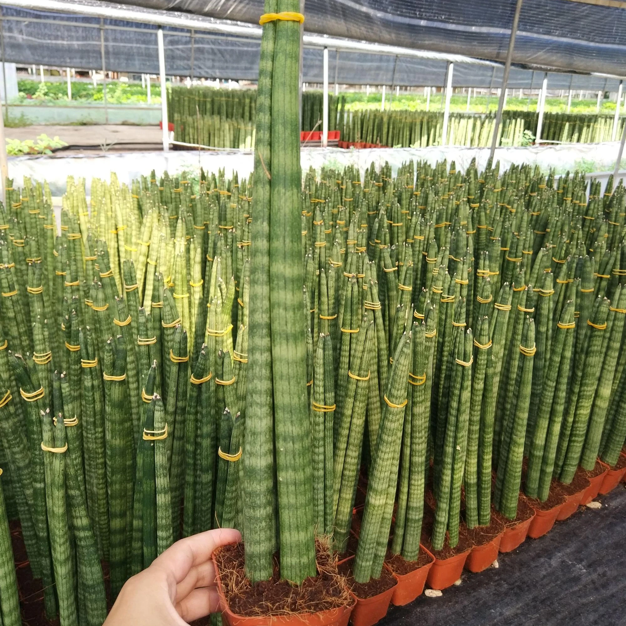 Змеиное растение Sansevieria cylindrica, прямые, оптом