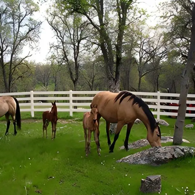 Strong Weatherability Cattle Fence Supplies Field Sheep Anti Climb Livestock Fence 4 Rail Horse Vinyl Fence