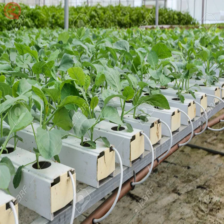 NFT hydroponics farm multi span agricultural plastic film greenhouses for lettuce and tomatoes