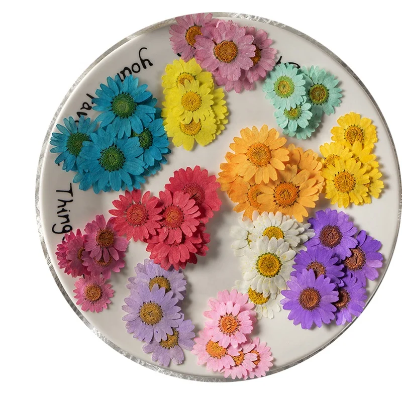 1000pcs/pack Daisy Margaret Scrapbooking Epoxy Resin Blingbling Natural Plant Eco-friendly Real Pressed Flower
