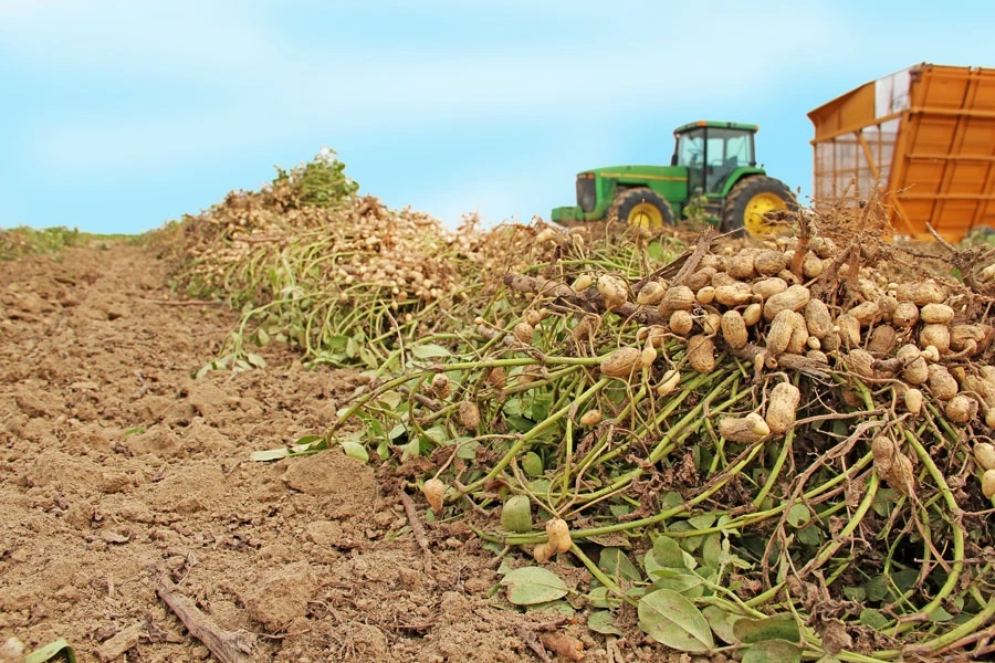 Best Quality Organic Peanuts