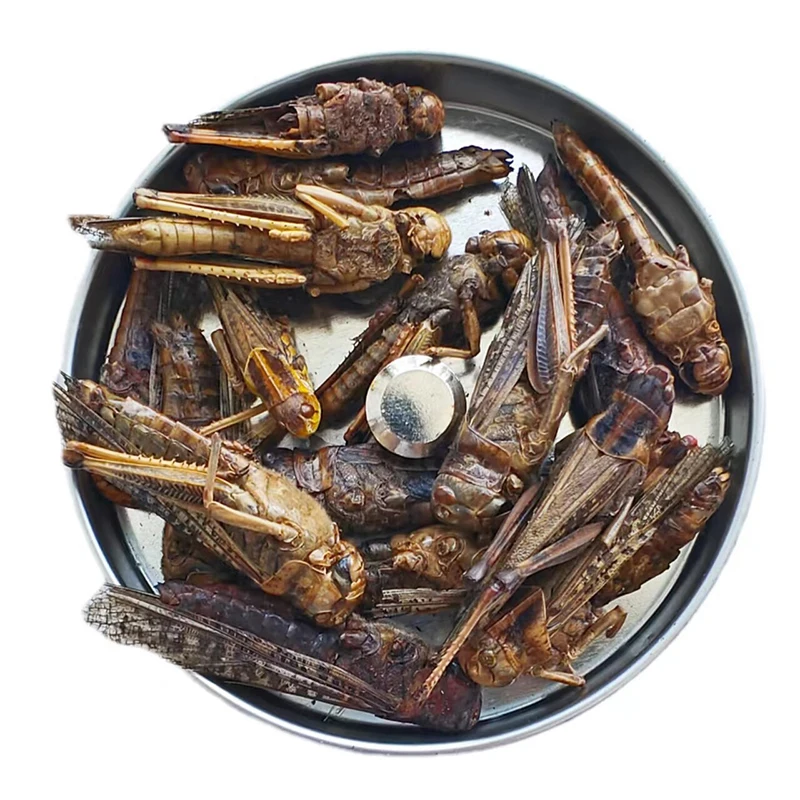 Excellent Source of Calcium & Phosphorus. Ideal for Strengthening Bones in Pets & Poultry.Dried Grasshopper