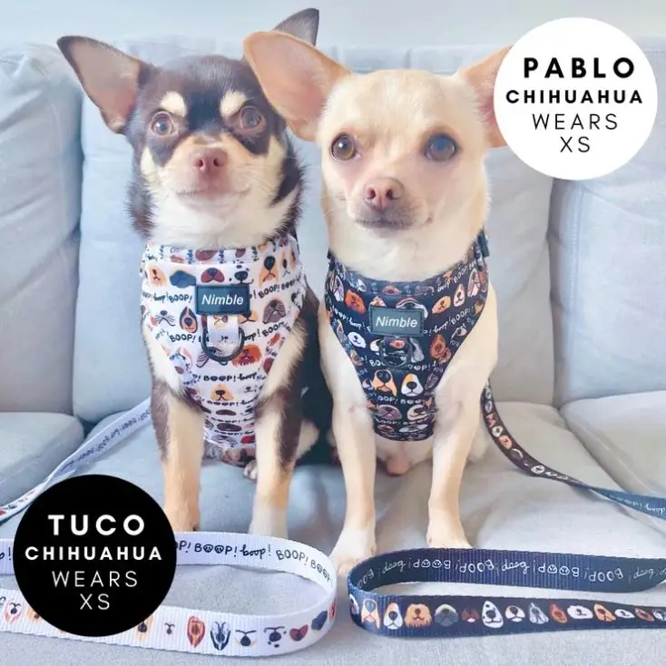 OEM & ODM Custom Dog Pet Harnesses Luxury Large Adjustable Leash and Harness Set Neoprene Material Personalized Features