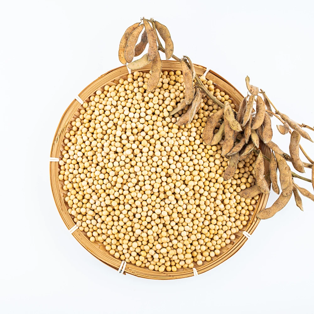 High quality non-gmo bulk dried yellow soybean seed factory price