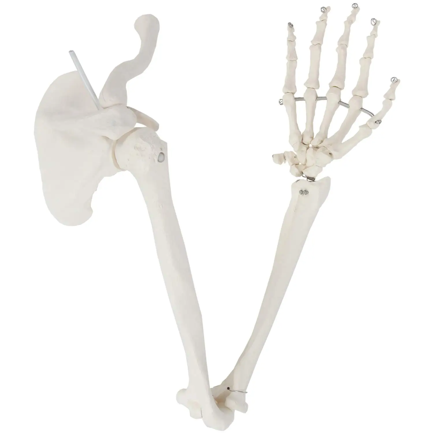 Medical Science 1:1 Upper Limb Bone Scapula Arm Bone Clavicle Upper Arm Bone Human Skeleton Model