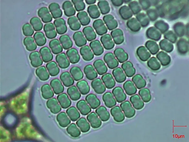 Dha Alag Powder Dha Fish Oil Omega 3 Epa Dha Powder