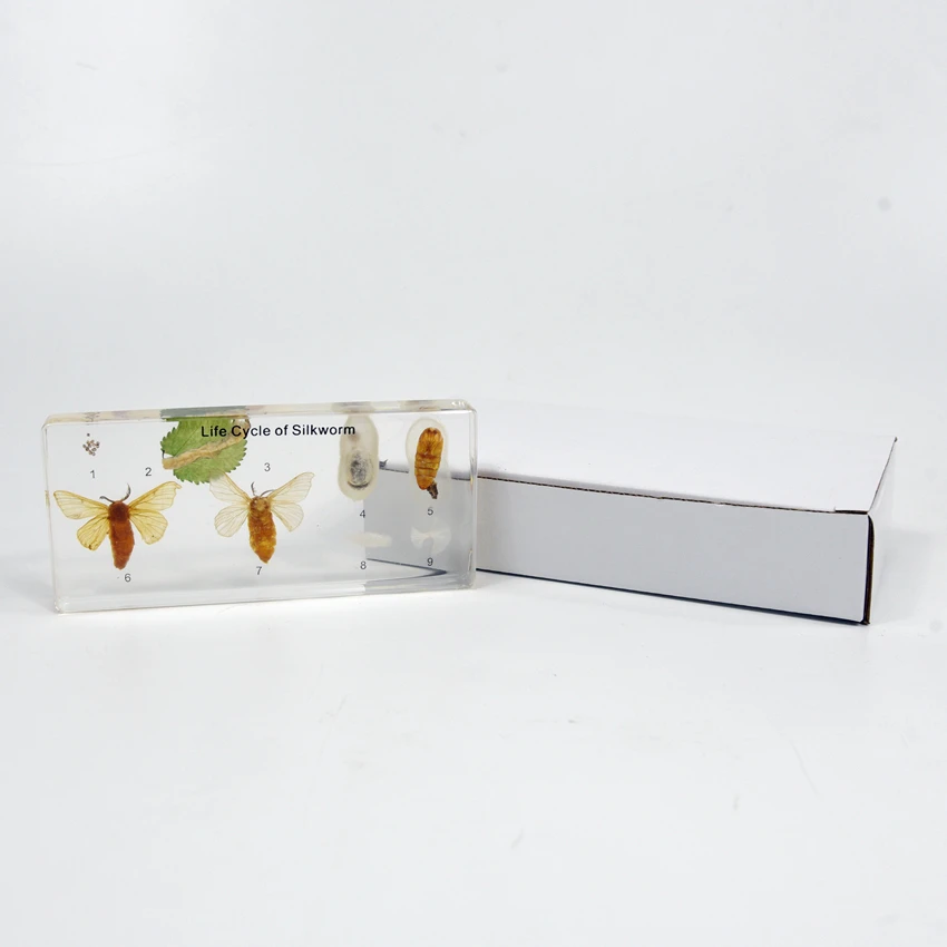 Life Cycle of Silkworm Factory Direct Real Animal Transparent Resin Specimen Resin Block for School Equipment