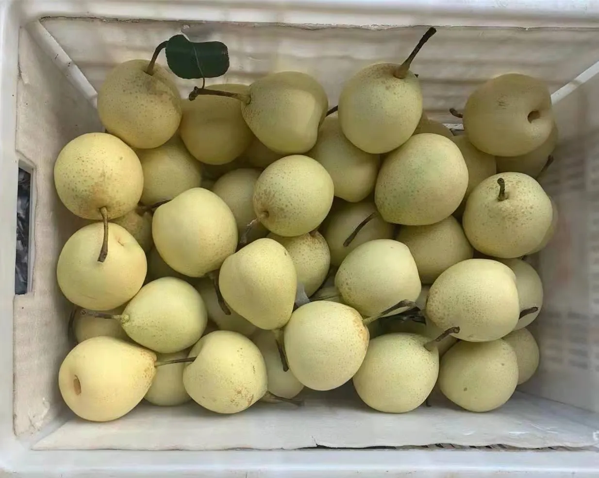 fresh pear new crop of china 2021 fresh Ya pear/ fresj Su pear /Golden pear