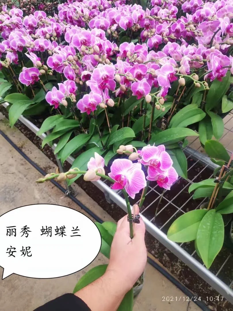 Indoor home decoration flower green plant