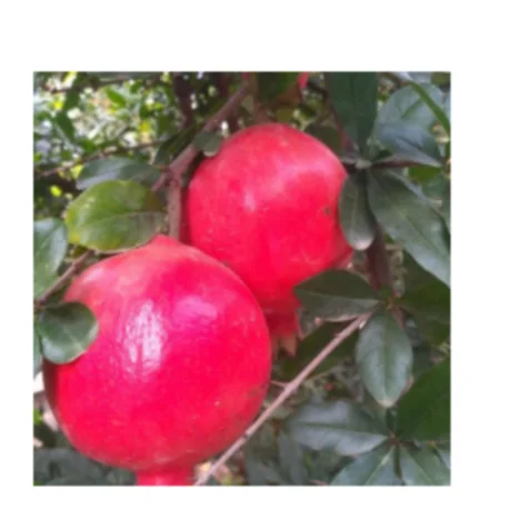 South African wholesale Fresh Red Sweet Pomegranates