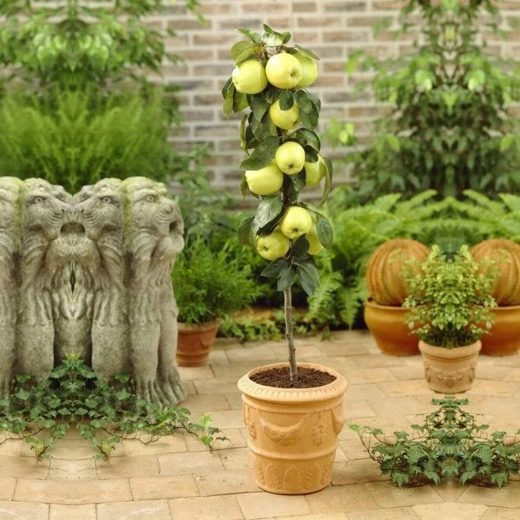 
 Прямая продажа, саженцы малуса пумилы, карликовые колонные яблони  