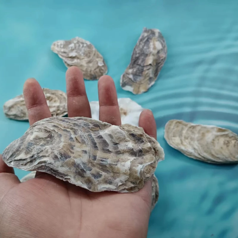 Wholesale Natural Large Seashell  Oyster Shell Chips Nautical Shells