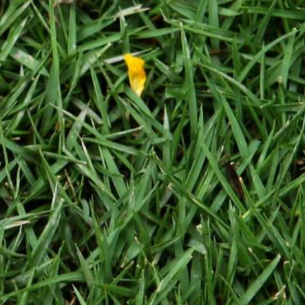 
Suntoday High Quality Natural Grass and Grass Grassgrass Seeds1kg/bag 