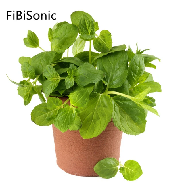 FiBiSonic 100 г/пакет семян Сладкого базилика, балконные горшечные Семена базилика, съедобные семена специй