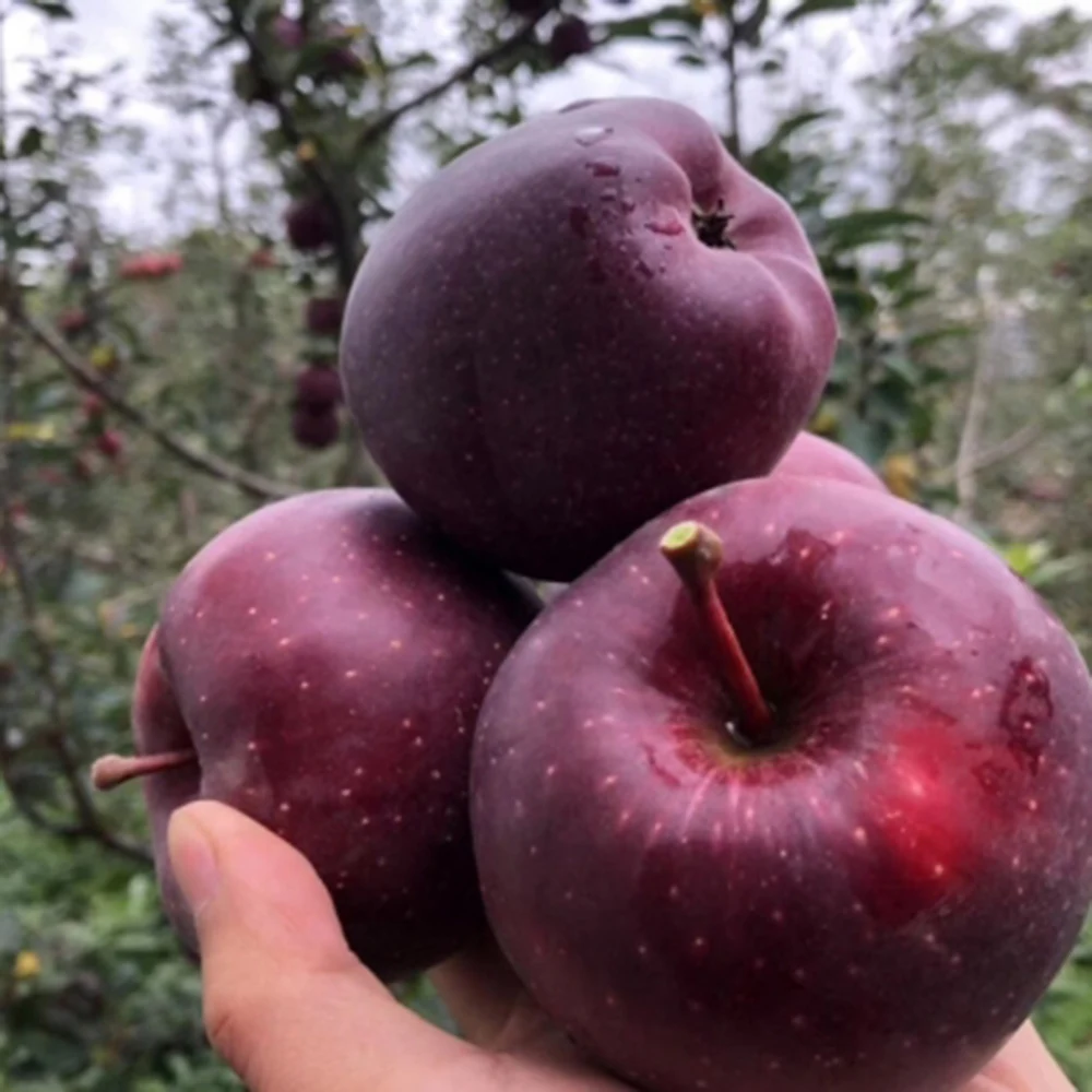 Best Price Exporter Fresh Fruit Huaniu Apple