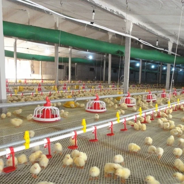 Chicken Cage Broiler Floor Raising Equipment Suppliers Automatic Chicken Feeding System