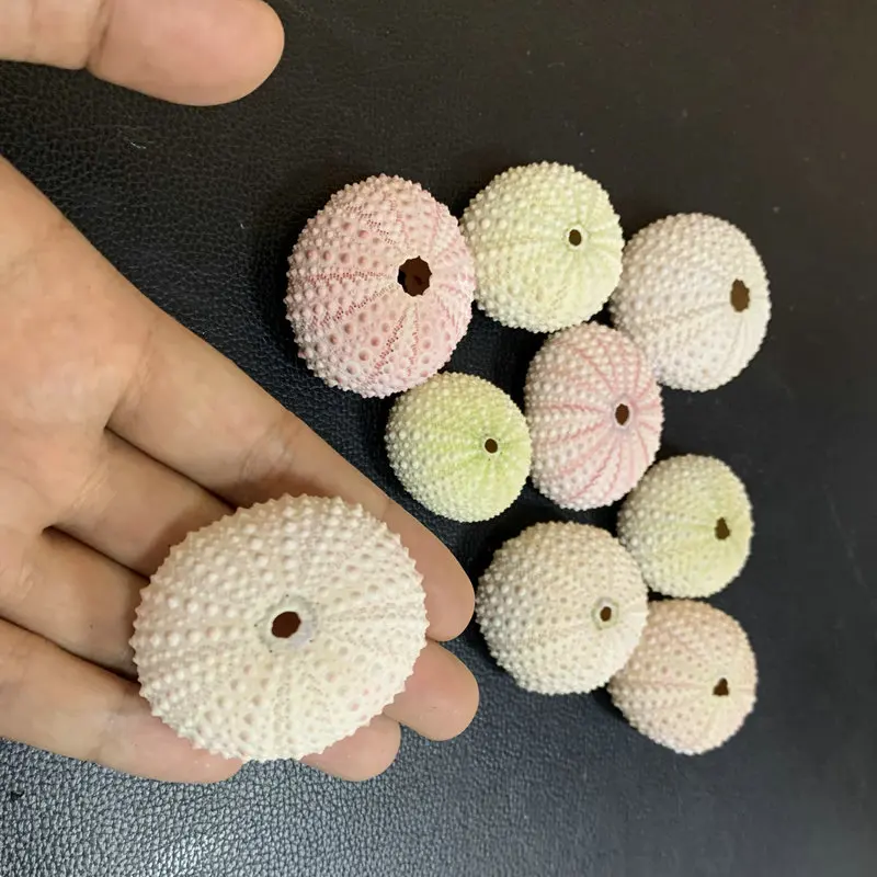 Natural Small Sea Urchin Shell Wedding Decoration Conch Beach Seashells Coastal Home Decoration