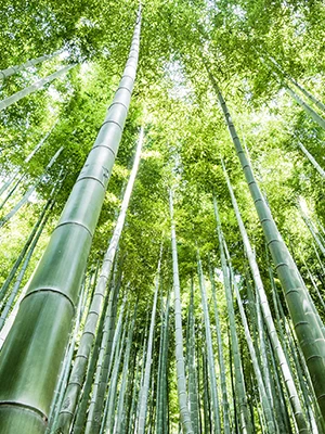 Bamboo Stick 3.0*15cm China Factory Direct Supply BBQ Stick Biodegradable Bamboo Braking Barbecue Sticks Disposable