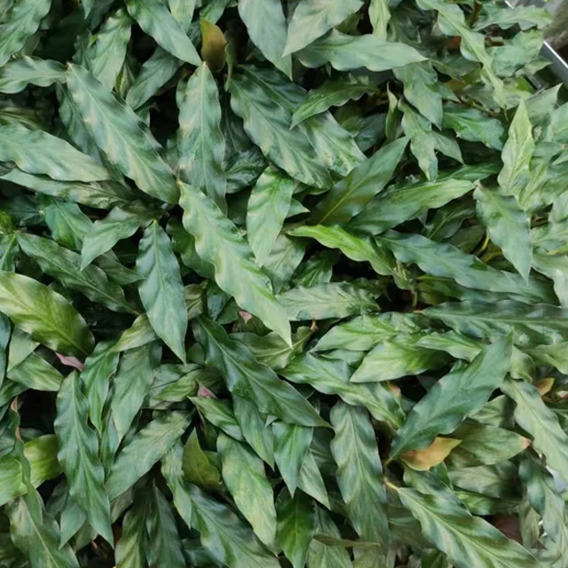 Calathea Stromanthe sanguinea plug seedlings Seeds South Korea other agricultural products Wholesale factory artificial plant