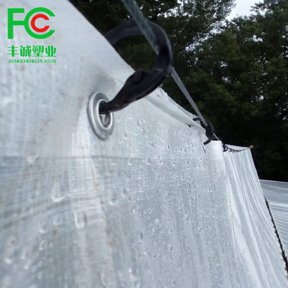 cherry crop protected under plastic rain covers protection against cracking for sweet cherry orchards