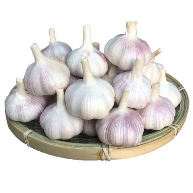 New Crop Fresh Garlic In Good Quality Fresh Normal White Garlic In Low Price From China