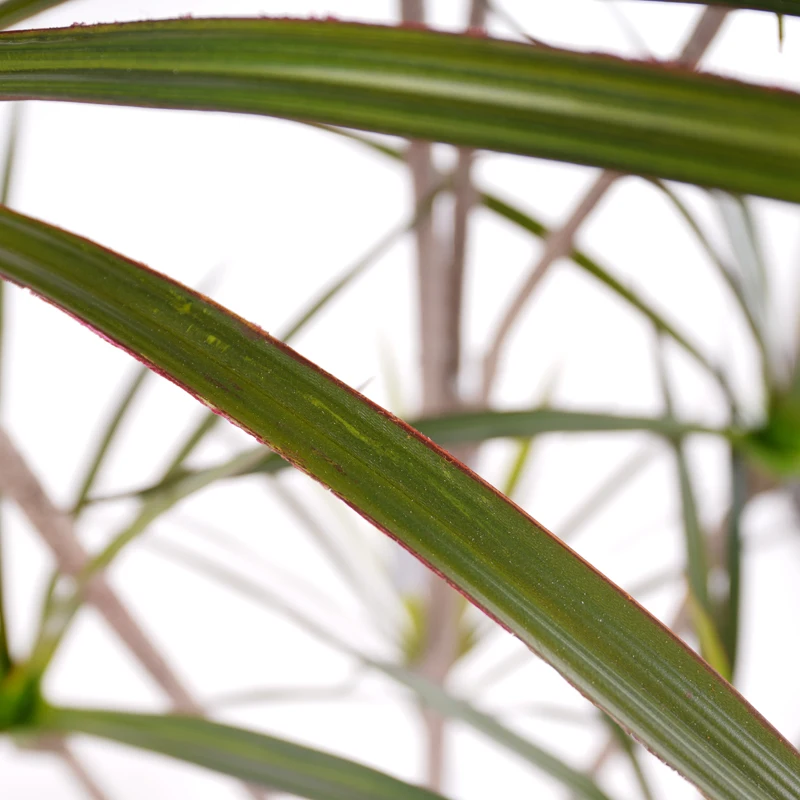 China factory 145cm/4.75ft/57in Artificial Plastic Dracaena Marginata Tree Elegant Plant tree Design for Indoor Outdoor Decor