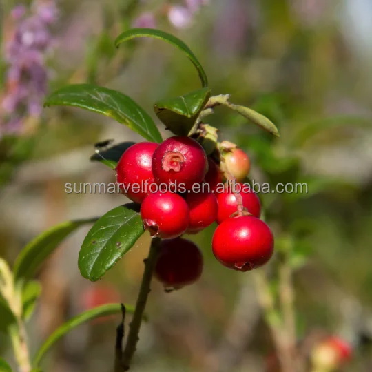 Quick Frozen Fruit Berry for Beverage Producing organic frozen lingonberry bulk
