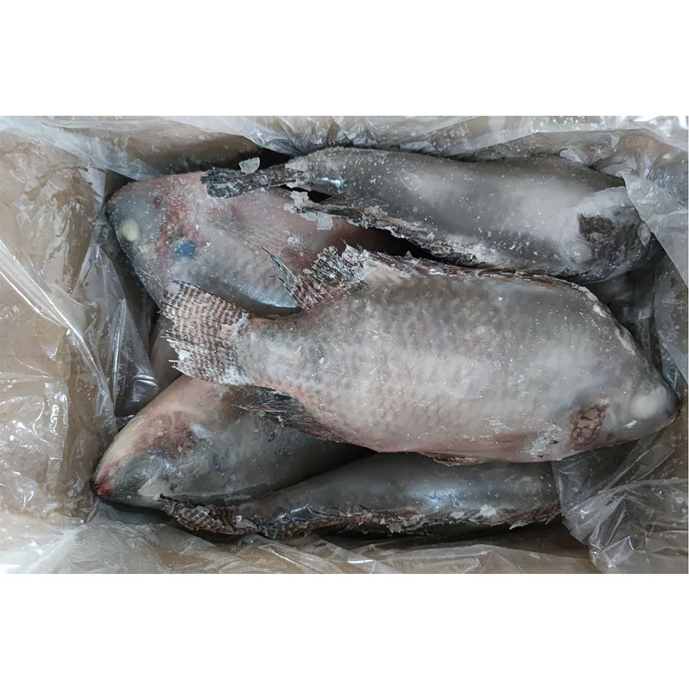 All size Frozen fish tilapia fresh frozen tilapia fish manufacturers itim na tilapia