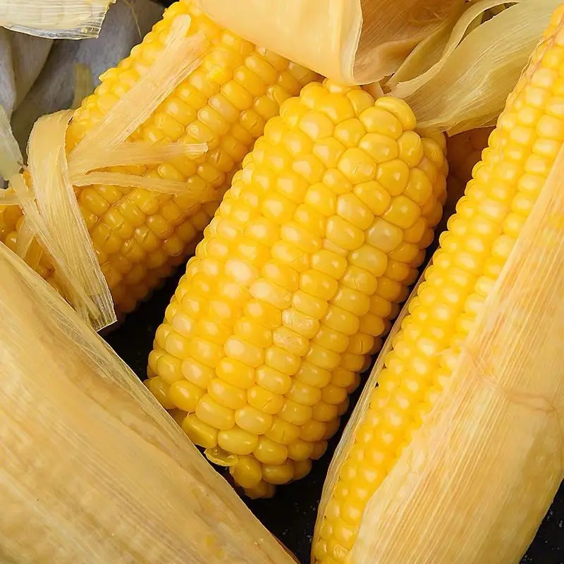 Cultivation Type Storage Price Competitive Packaging Customized Corn Fresh Corn Farm