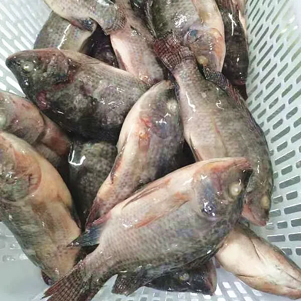 live fish tilapia wholesale frozen whole round black tilapia fish