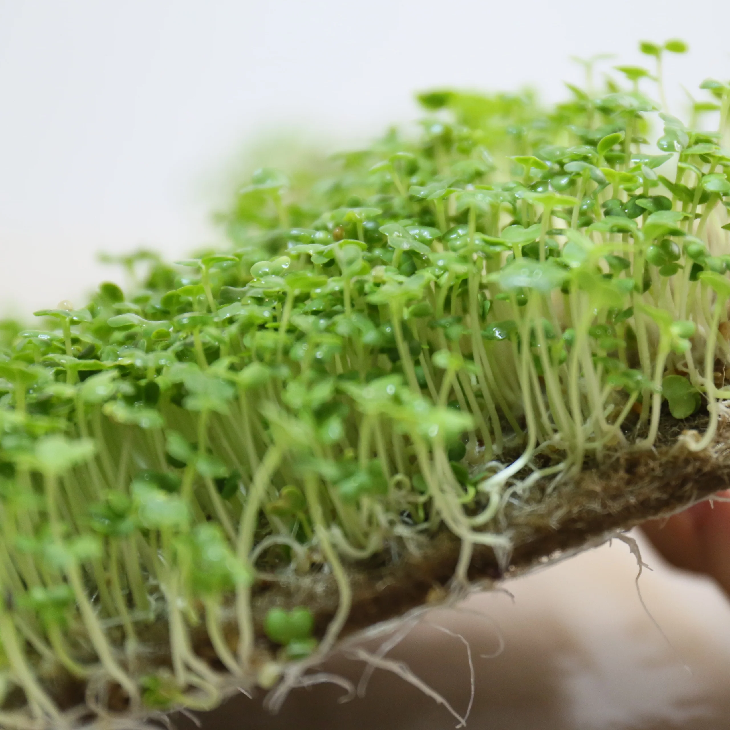 100% биоразлагаемый джутовый мат с контролем эрозии для восстановления растительности